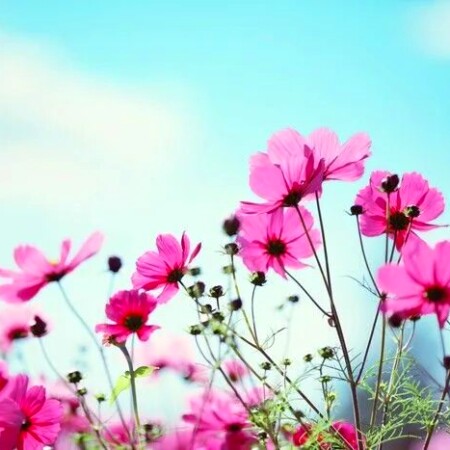 دانلود آهنگ جدید فاطمه عطایی به نام چنده هرسم من کلک کنار تصویر مطلب