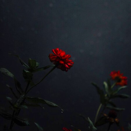 تصویر مطلب