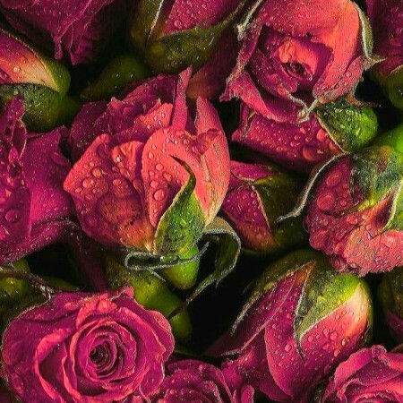دانلود اهنگ نور چشمیم پرچمداریم با تو دم پر شم میاد ارج پایین
