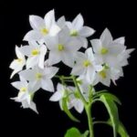 ریمیکس بوی گل و سوسن و یاسمن آید
