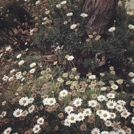 روی ایوون توی خونه پرستو زده لونه