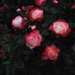 آهنگ بیگ شگی و سپهر خلسه افتر پارتی