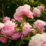 آهنگ خاطره – هومان
