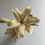 آهنگ غربت از ممزی