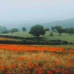 اهنگ میدونی تو چیه منی نفس بدون تو زندگی