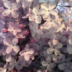 آهنگ دوست داری باز واسم ناز کنی نه –