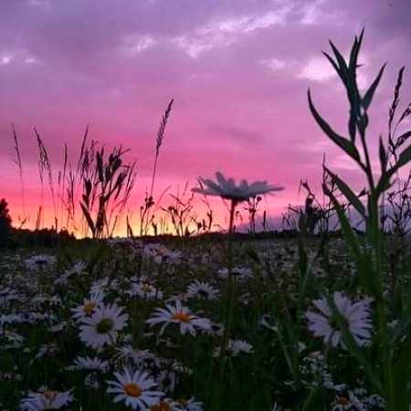 سپهر خلسه - آر ای پی