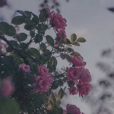 خستم از احساسات فیک تو خالی