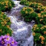 اهنگ فدای اون بینی زیبای عملیت