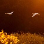 اهنگ حالا از سر لج من نری بشی قاطی