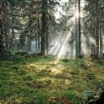 آهنگ صوبر زدم میاد وایب تک گل کش و